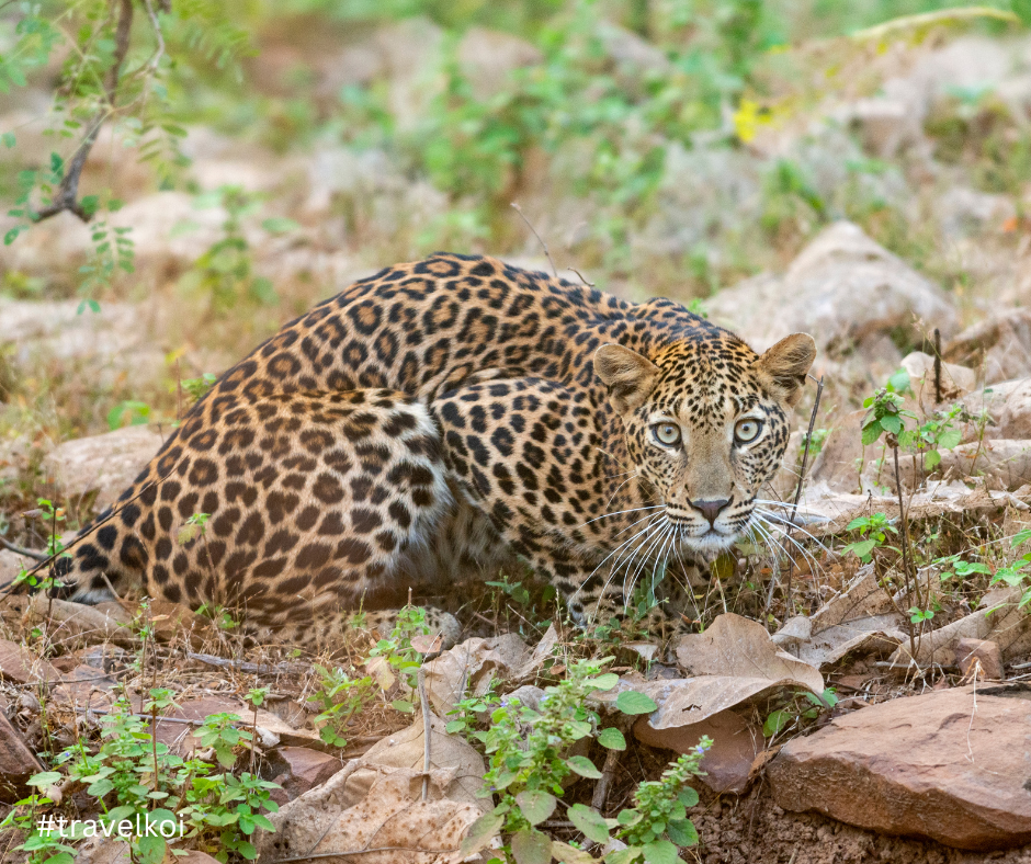 Best time to visit tadoba national park